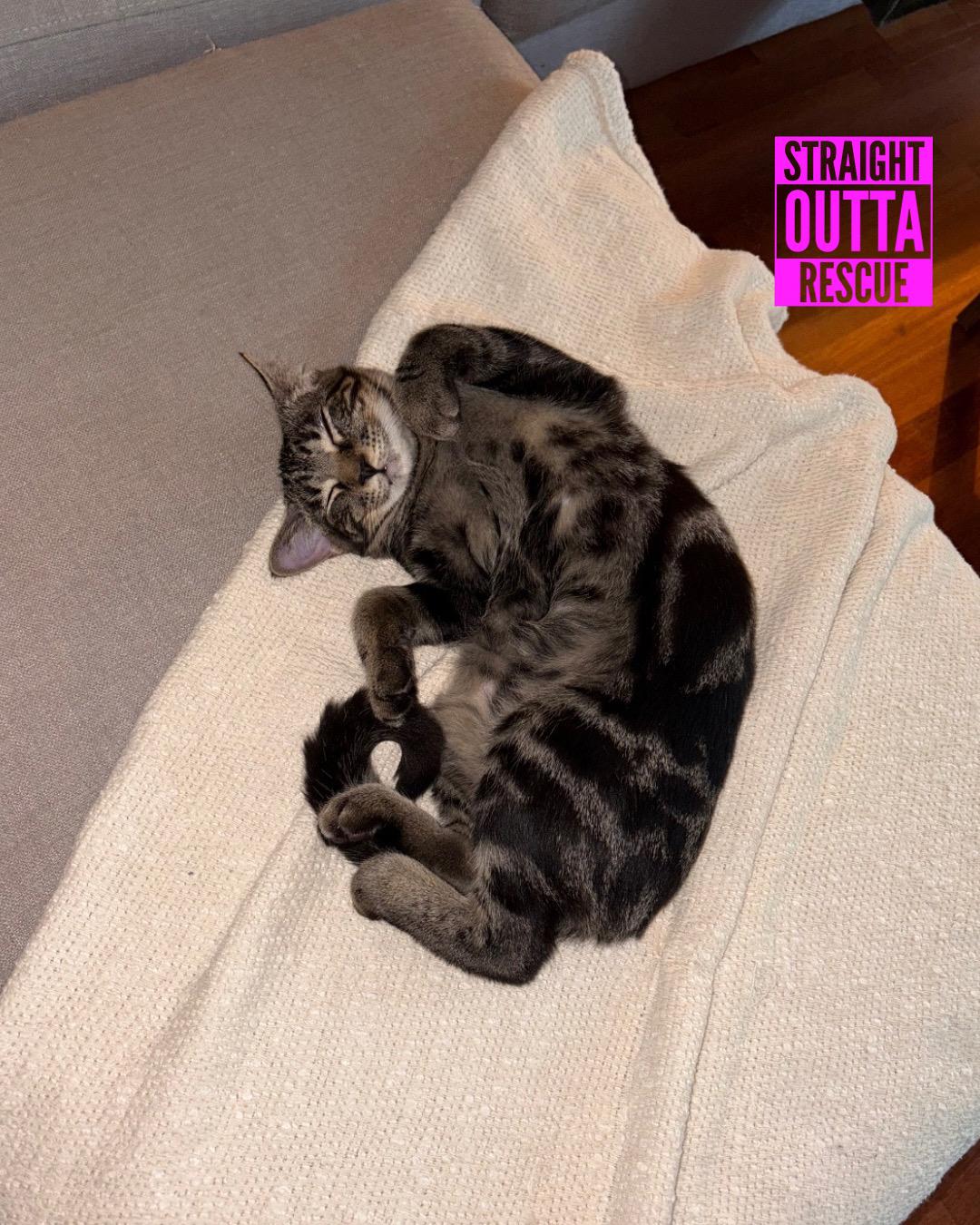 Rave - New Bio*, a Adoptable Tabby in Vancouver, BC image 5/6