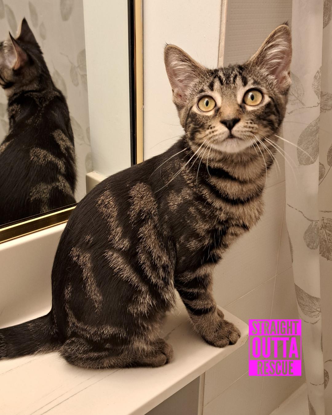 Rave - New Bio*, a Adoptable Tabby in Vancouver, BC image 4/6