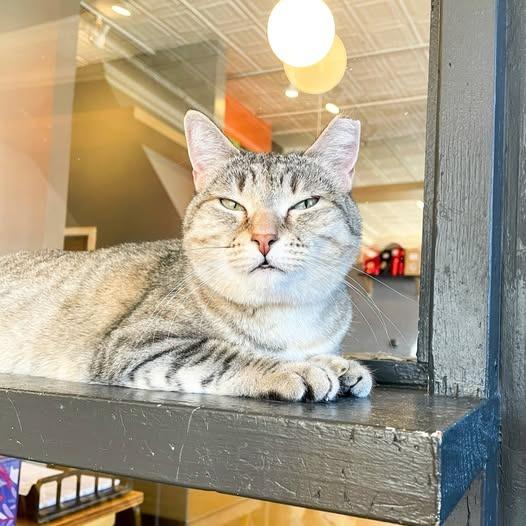 Enlarge Orphan Annie, a Adoptable mixed breed in St. Louis, MO image 1/6