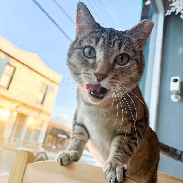 Enlarge Orphan Annie, a Adoptable mixed breed in St. Louis, MO image 2/6