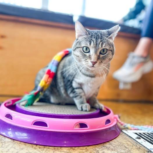 Enlarge Orphan Annie, a Adoptable mixed breed in St. Louis, MO image 3/6