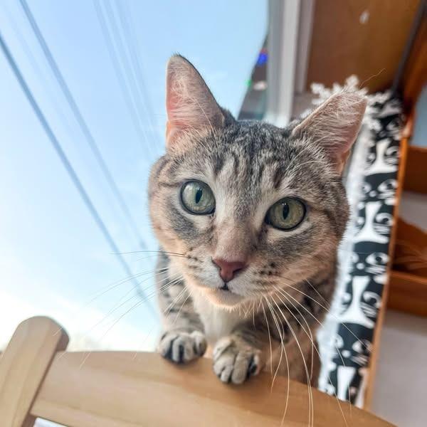 Enlarge Orphan Annie, a Adoptable mixed breed in St. Louis, MO image 4/6