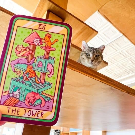 Enlarge Orphan Annie, a Adoptable mixed breed in St. Louis, MO image 5/6