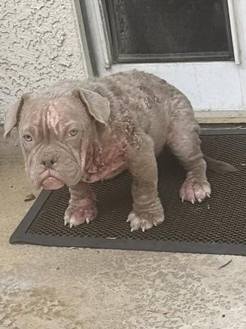 Maggie Mae, Adopted, Puppy Female American Bulldog.