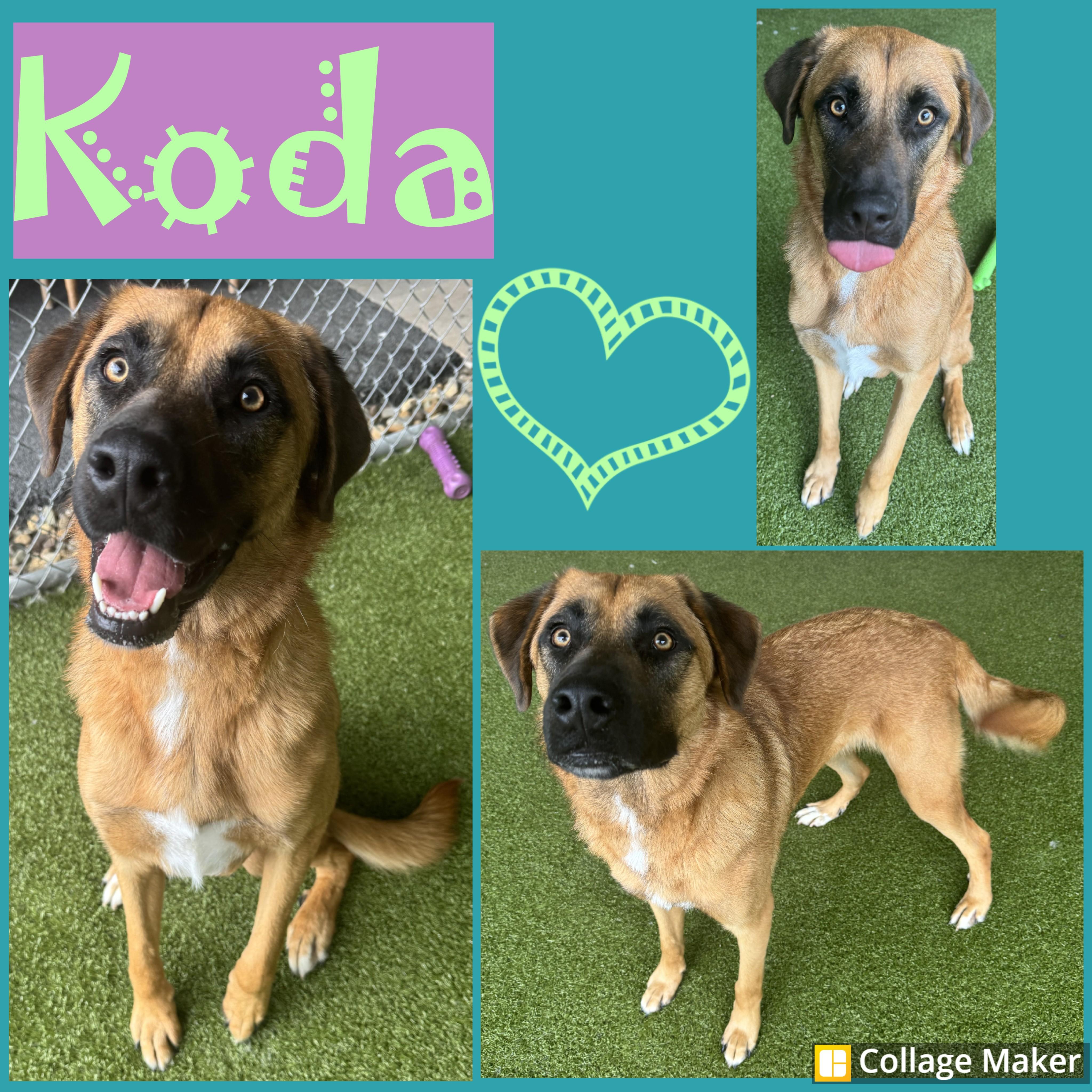 Koda
