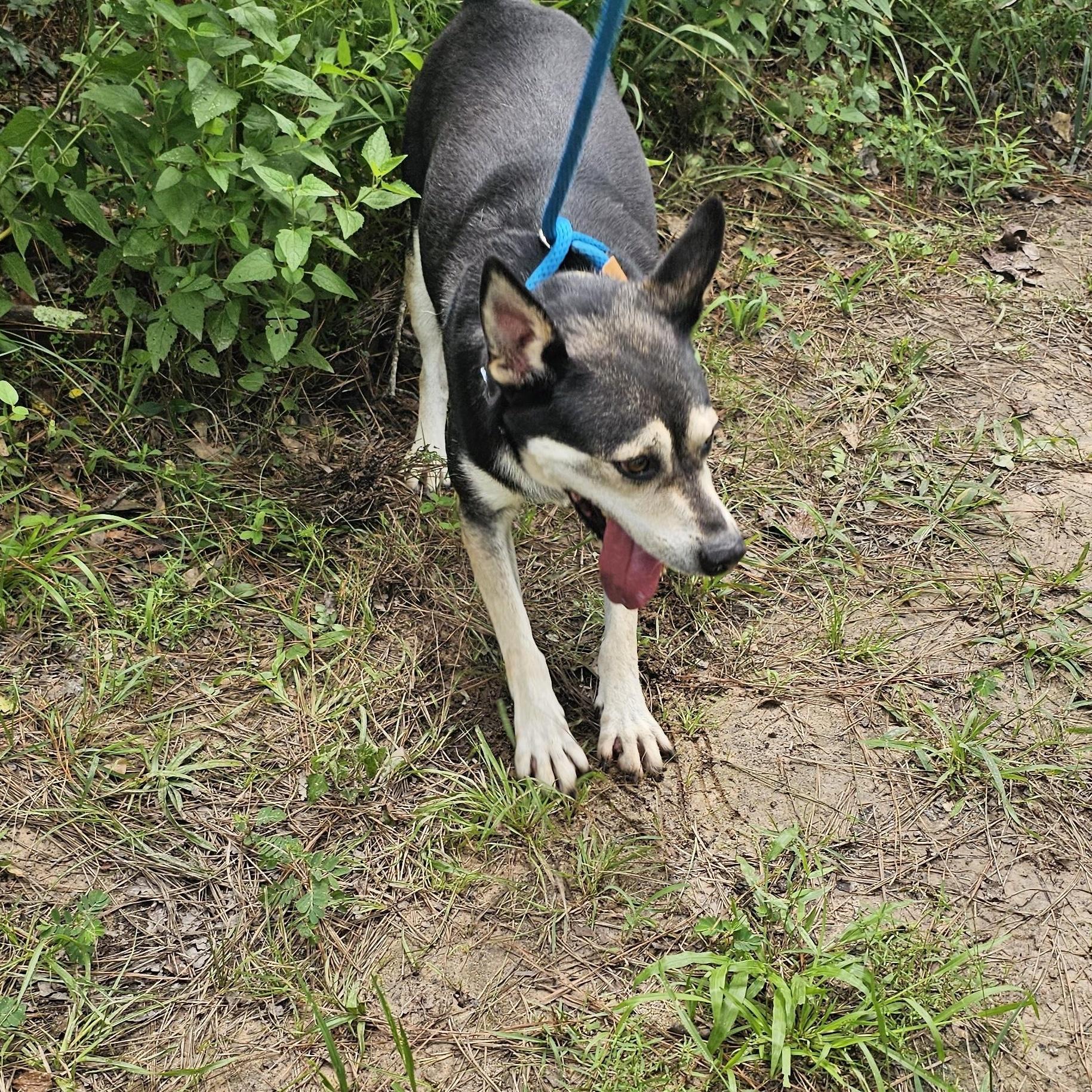 Benji, a Adoptable mixed breed in Willis, TX image 6/6