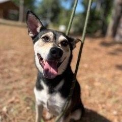 Benji, Adoptable, Senior Male Australian Kelpie & Rat Terrier.