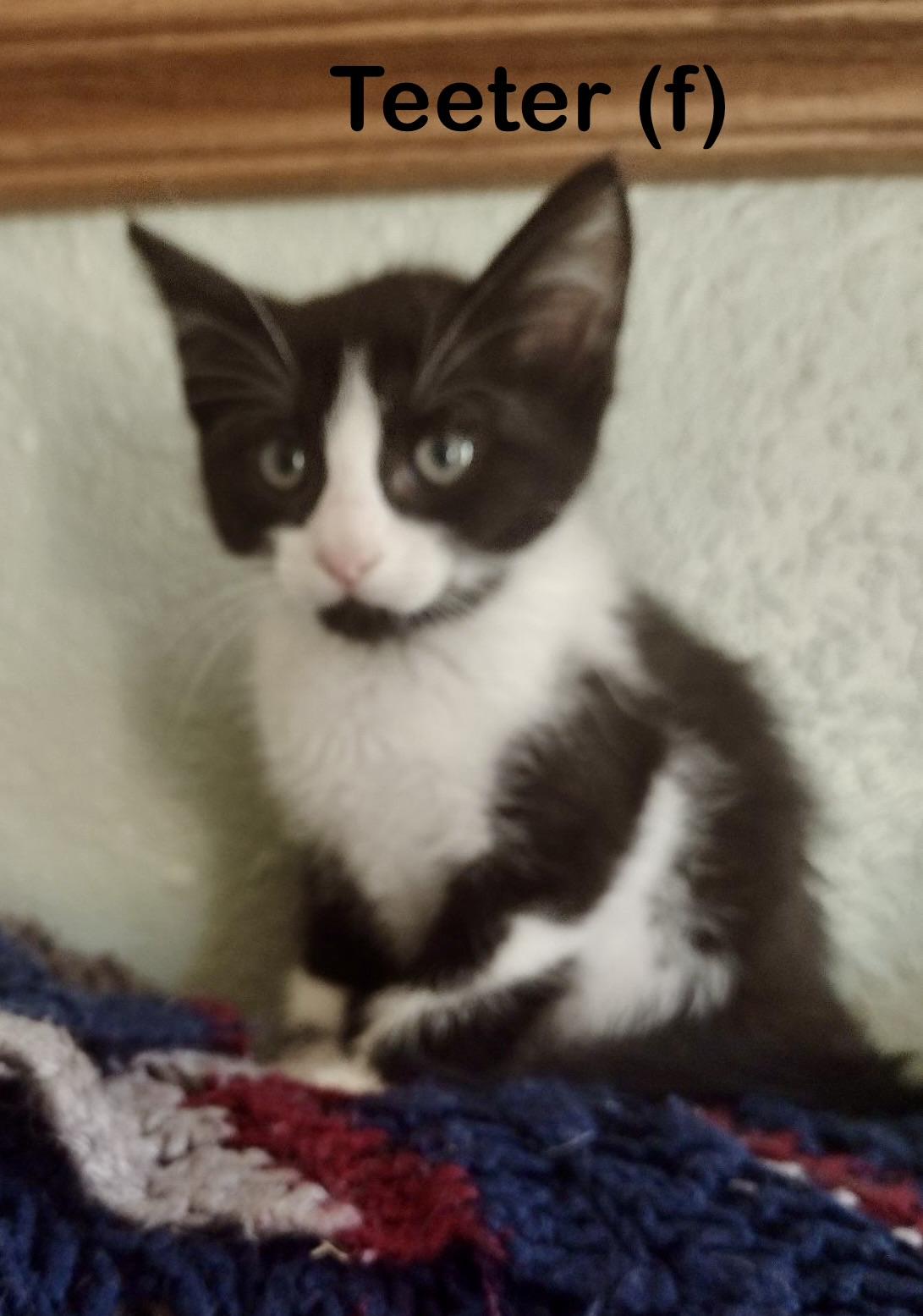 Teeter, Adoptable, Kitten Female Domestic Short Hair.