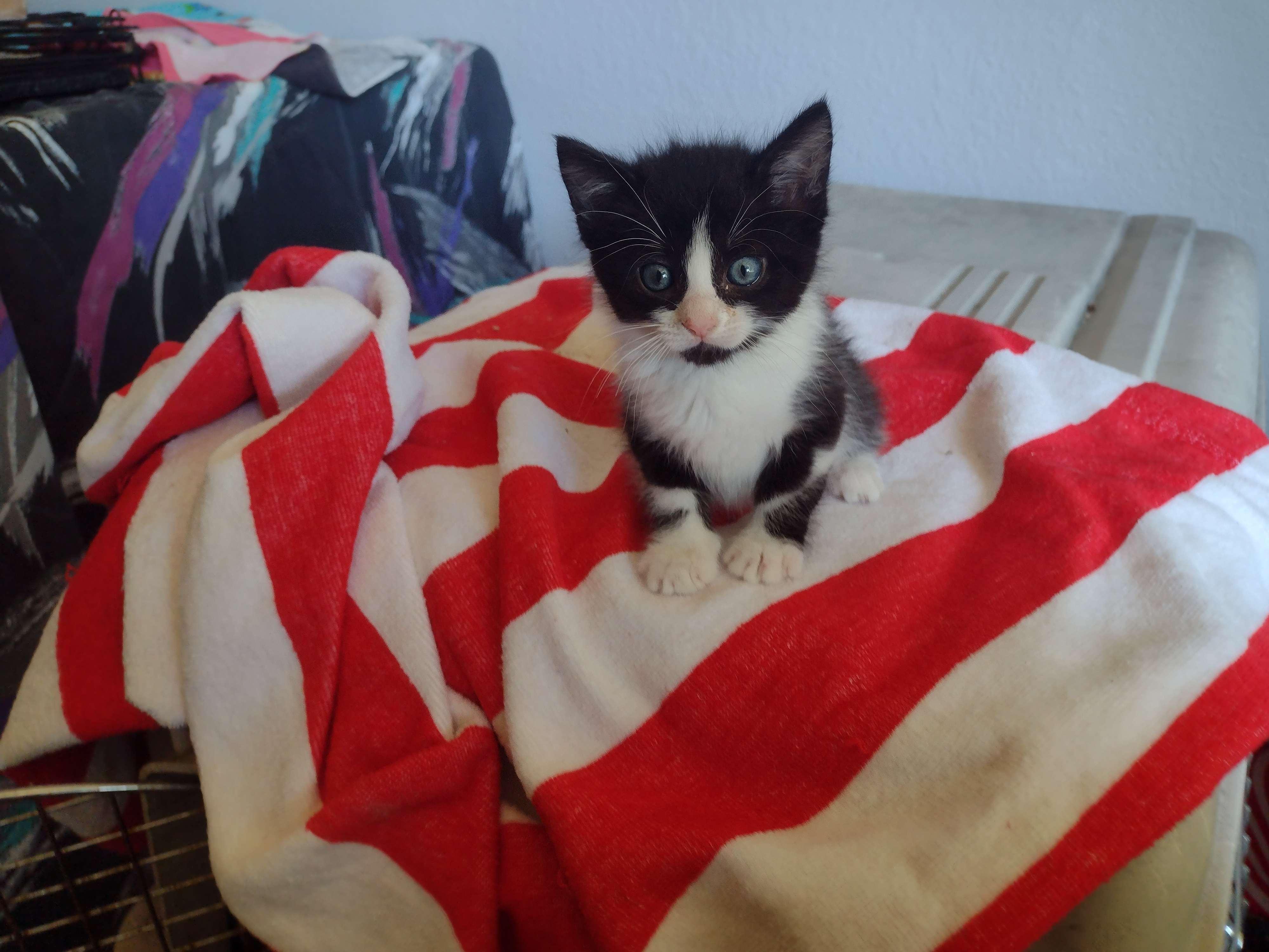 Teeter, a Adoptable mixed breed in Dixon, CA image 2/2