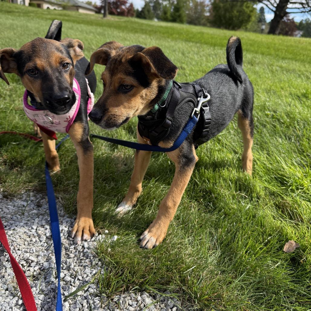 Enlarge Duke, a Adoptable mixed breed in Ferndale, MI image 2/6