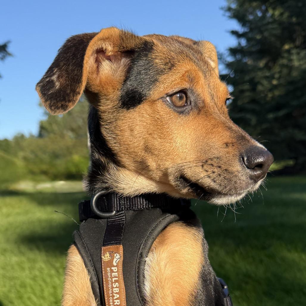 Enlarge Duke, a Adoptable mixed breed in Ferndale, MI image 3/6