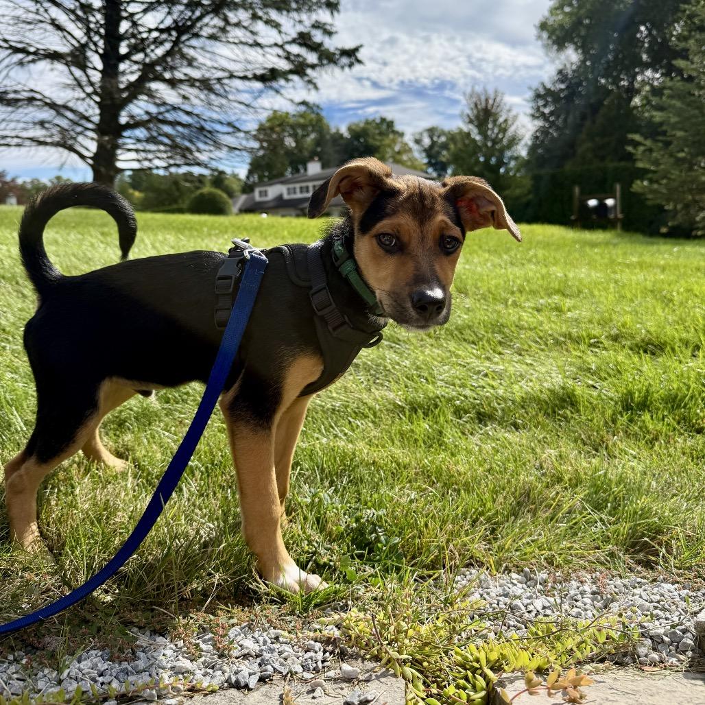 Enlarge Duke, a Adoptable mixed breed in Ferndale, MI image 4/6