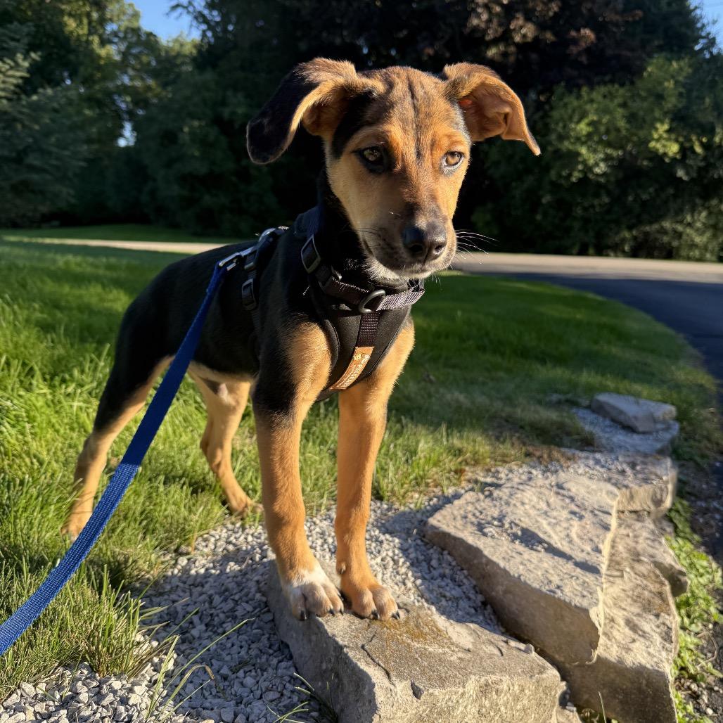 Enlarge Duke, a Adoptable mixed breed in Ferndale, MI image 5/6