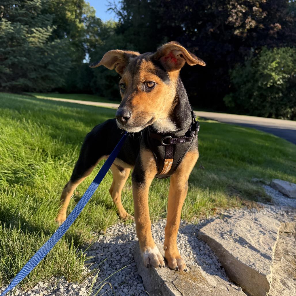 Enlarge Duke, a Adoptable mixed breed in Ferndale, MI image 6/6