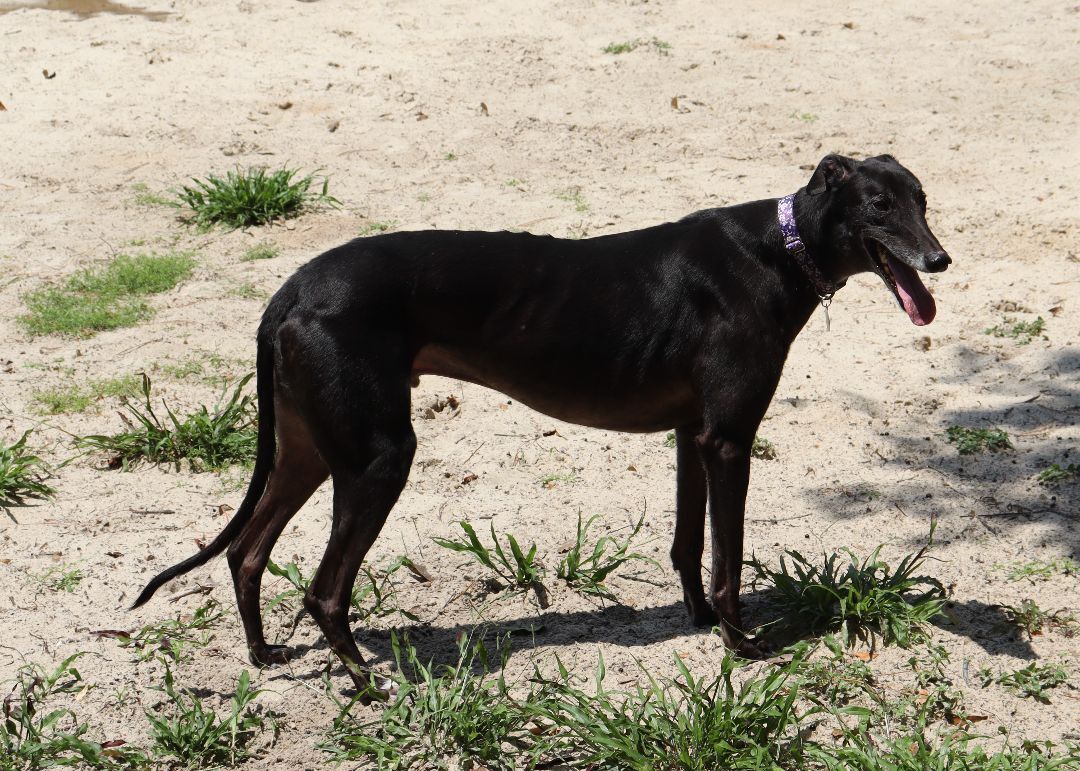 Star, Adopted, Adult Male Greyhound.