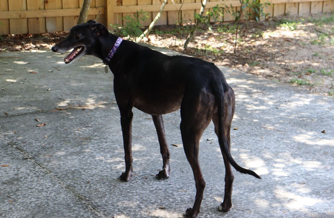 Star, a Adopted Greyhound in Longwood, FL image 2/6
