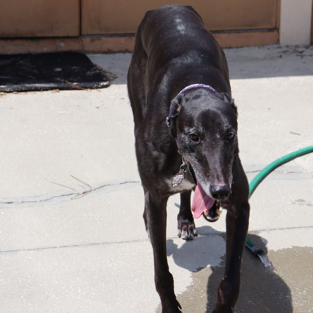 Star, a Adopted Greyhound in Longwood, FL image 4/6