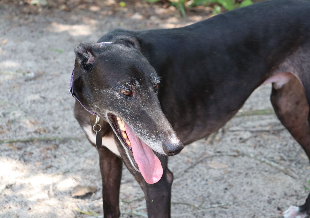 Star, a Adopted Greyhound in Longwood, FL image 5/6