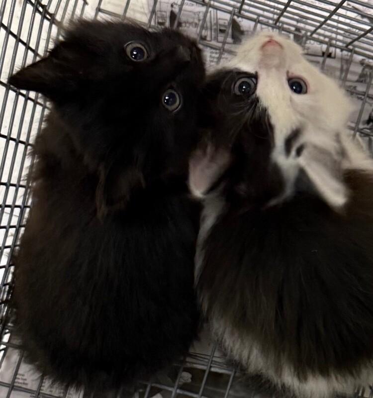 Enlarge Dasher, a Adoptable Domestic Long Hair in Hobbs, NM image 1/1