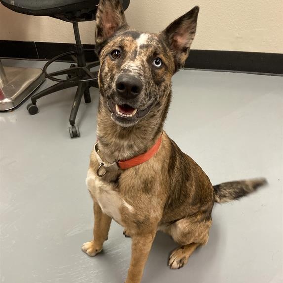 Guy, a Adoptable mixed breed in Phoenix, OR image 6/6