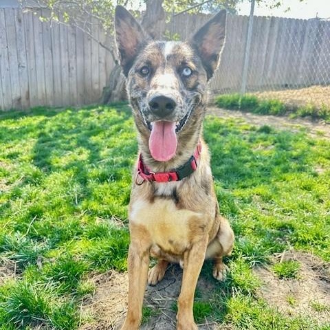 Guy, a Adoptable mixed breed in Phoenix, OR image 5/6
