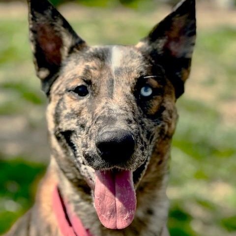 Guy, a Adoptable mixed breed in Phoenix, OR image 1/6