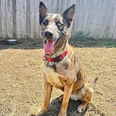 Guy, an adoptable Catahoula Leopard Dog in Phoenix, OR, 97535 | Photo Image 2