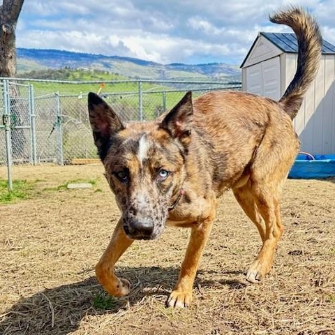 Guy, a Adoptable mixed breed in Phoenix, OR image 4/6