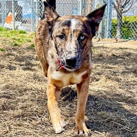 Guy, an adoptable Catahoula Leopard Dog in Phoenix, OR, 97535 | Photo Image 3