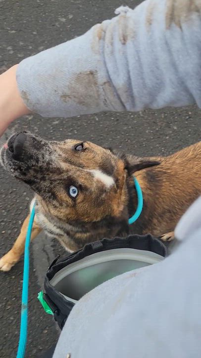 Enlarge Guy, an adopted mixed breed in Phoenix, OR video 6/6