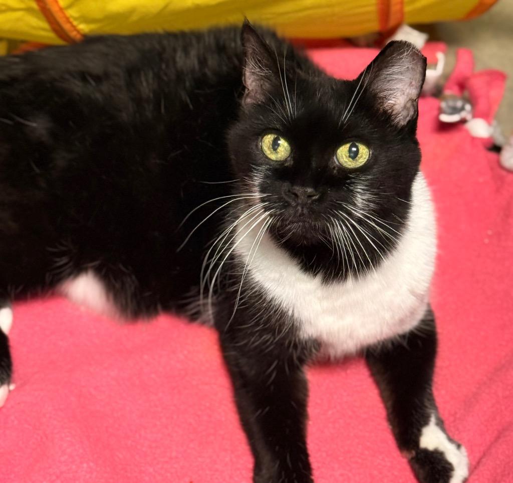 Tennessee, Adoptable, Senior Female Domestic Short Hair.
