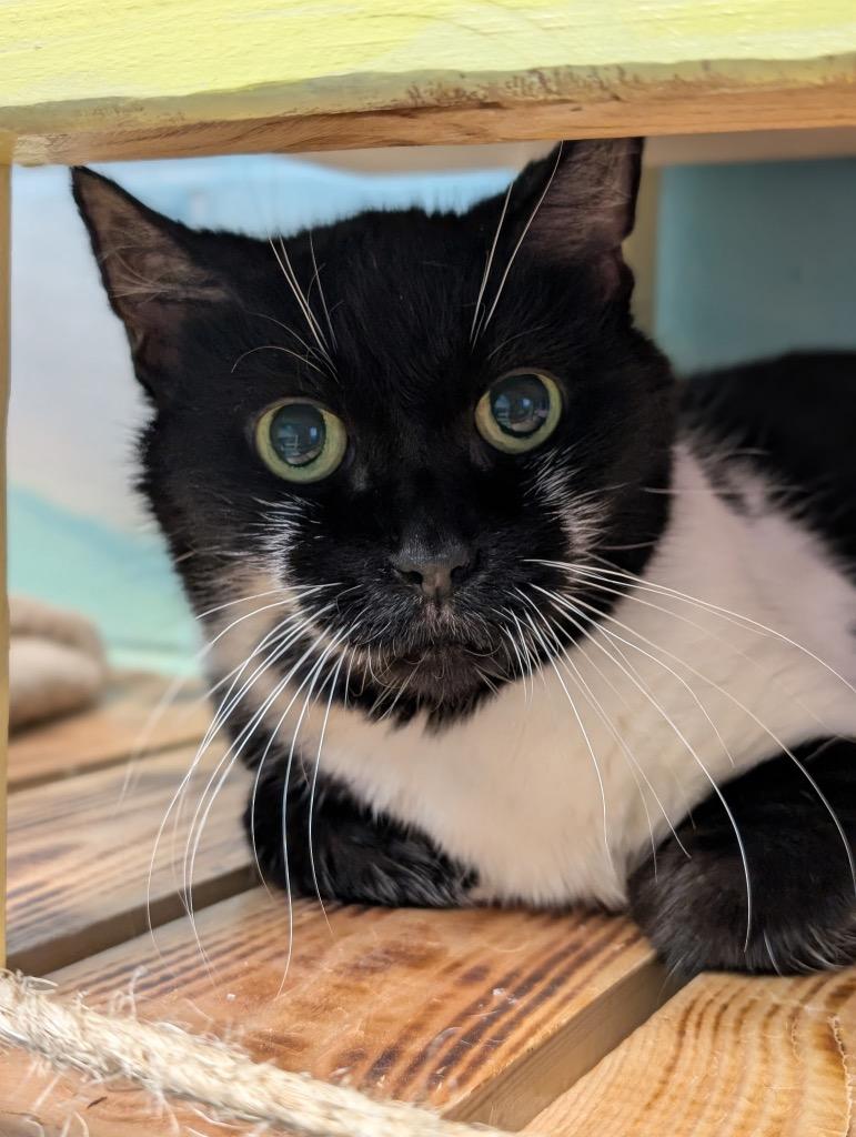 Tennessee, a Adoptable mixed breed in Defiance, OH image 3/6