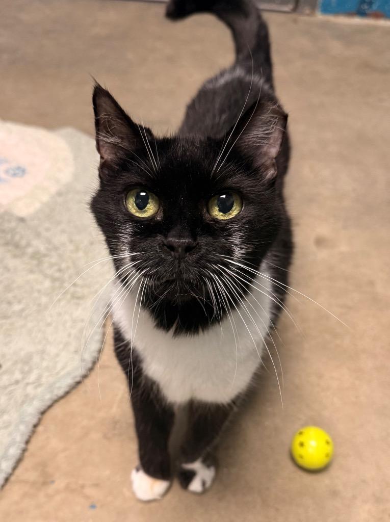 Tennessee, a Adoptable mixed breed in Defiance, OH image 4/6