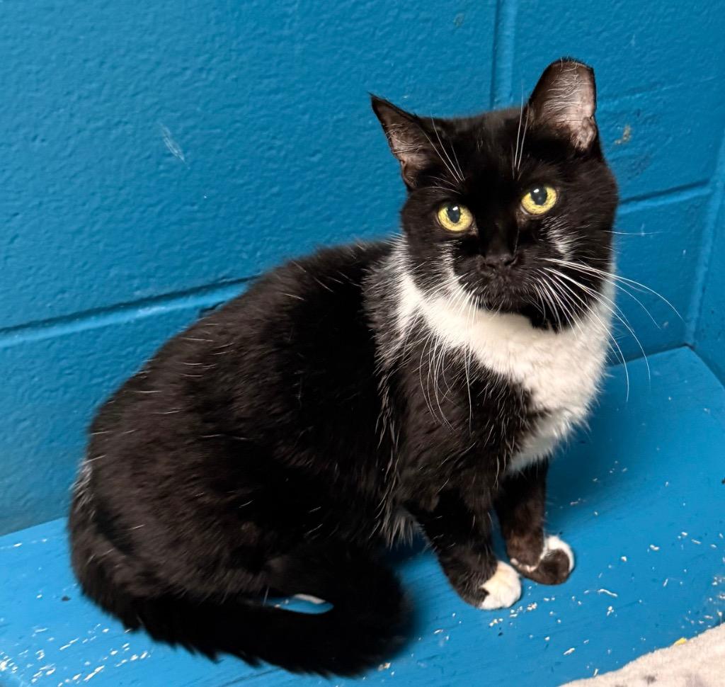 Tennessee, a Adoptable mixed breed in Defiance, OH image 5/6