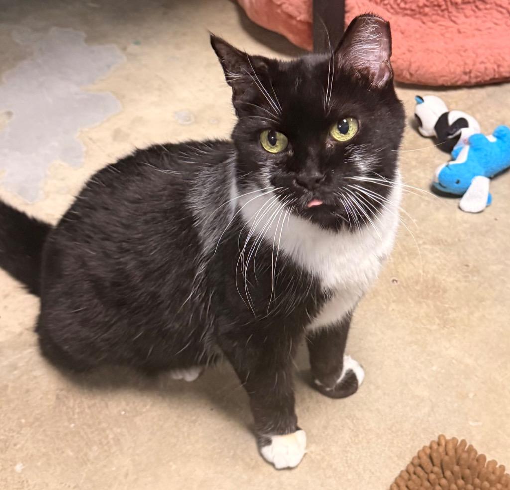 Tennessee, a Adoptable mixed breed in Defiance, OH image 6/6
