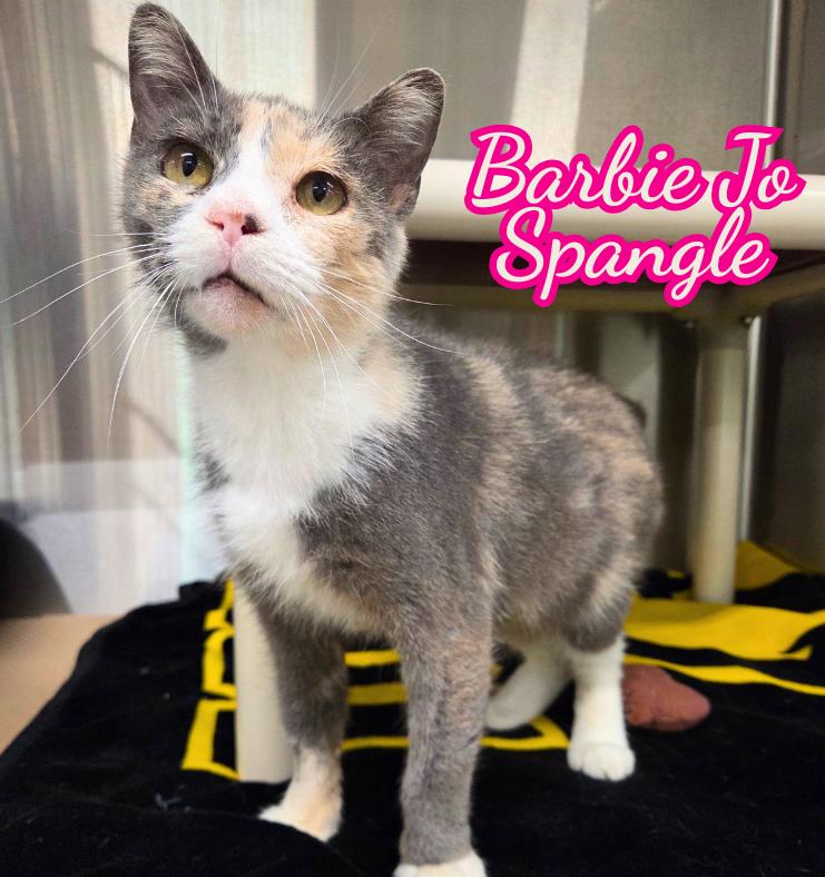 Barbie Jo Spangle, Adoptable, Adult Female Domestic Short Hair.