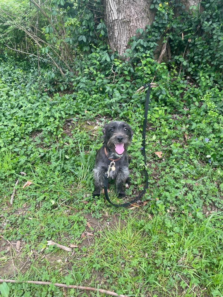 Enlarge Jessica, a ADOPTABLE mixed breed in Maysville, KY image 1/2