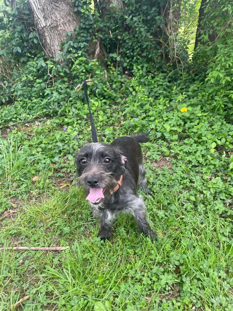 Enlarge Jessica, a ADOPTABLE mixed breed in Maysville, KY image 2/2