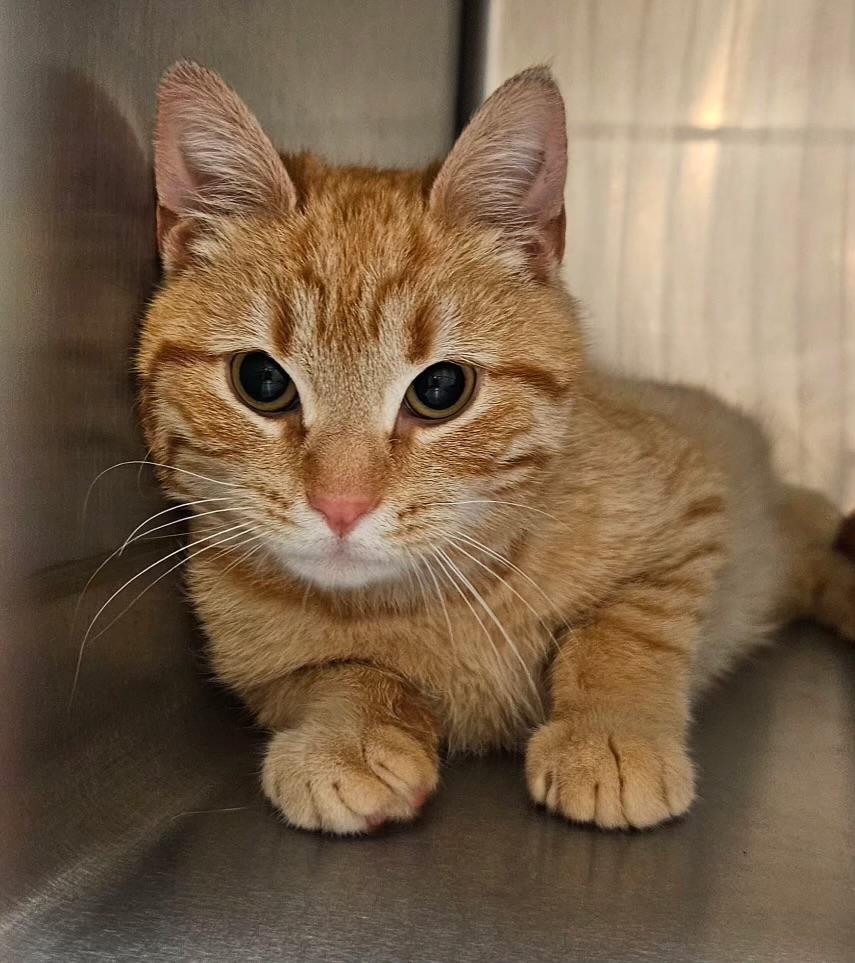 Enlarge Hunter, a ADOPTABLE Tabby in East Northport, NY image 2/3