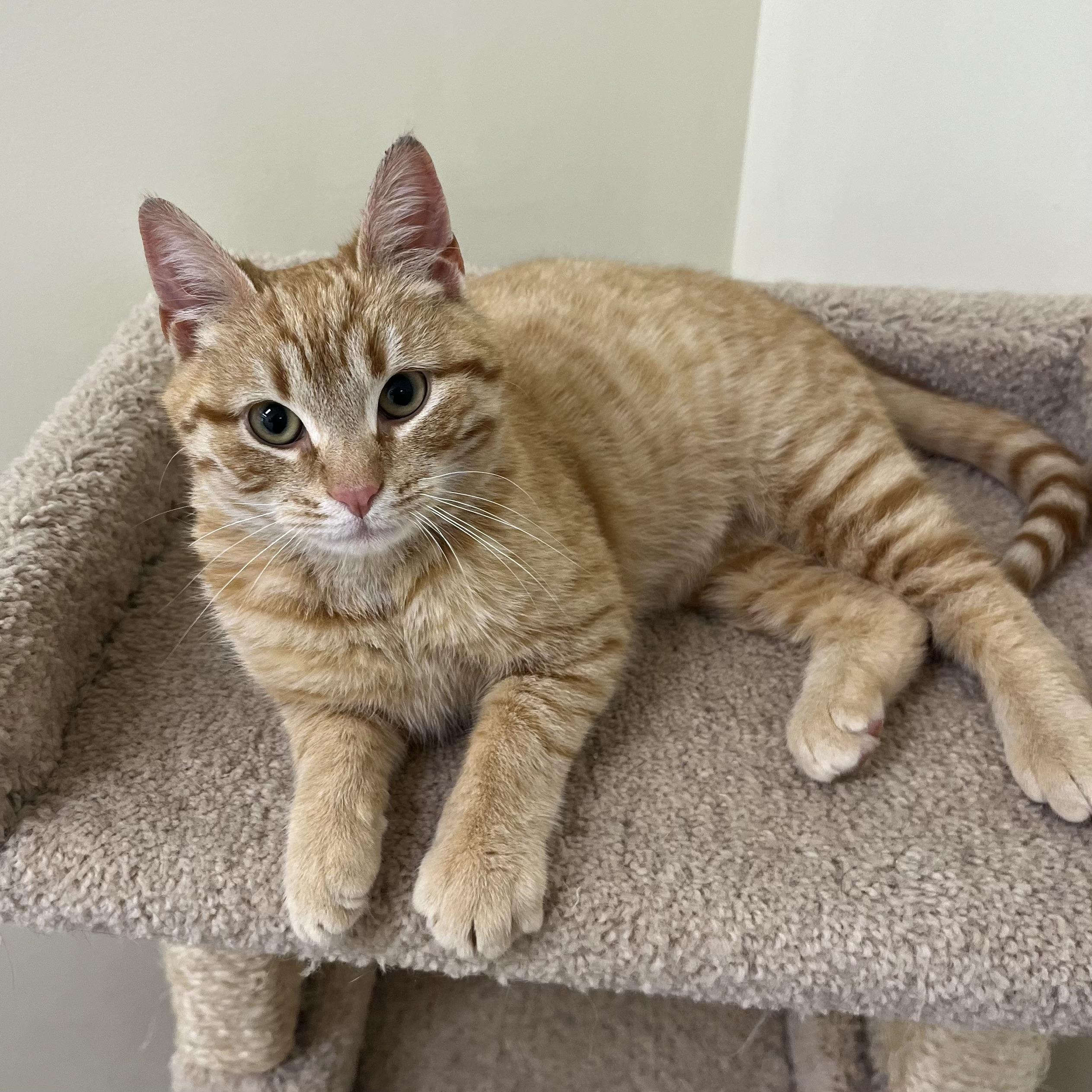 Hunter, ADOPTABLE, Kitten Male Tabby.