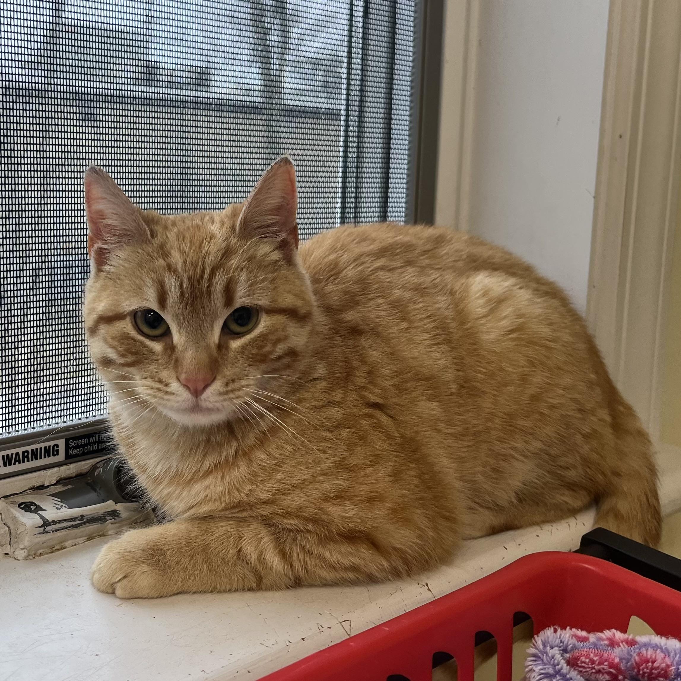 Enlarge Hunter, a ADOPTABLE Tabby in East Northport, NY image 3/3
