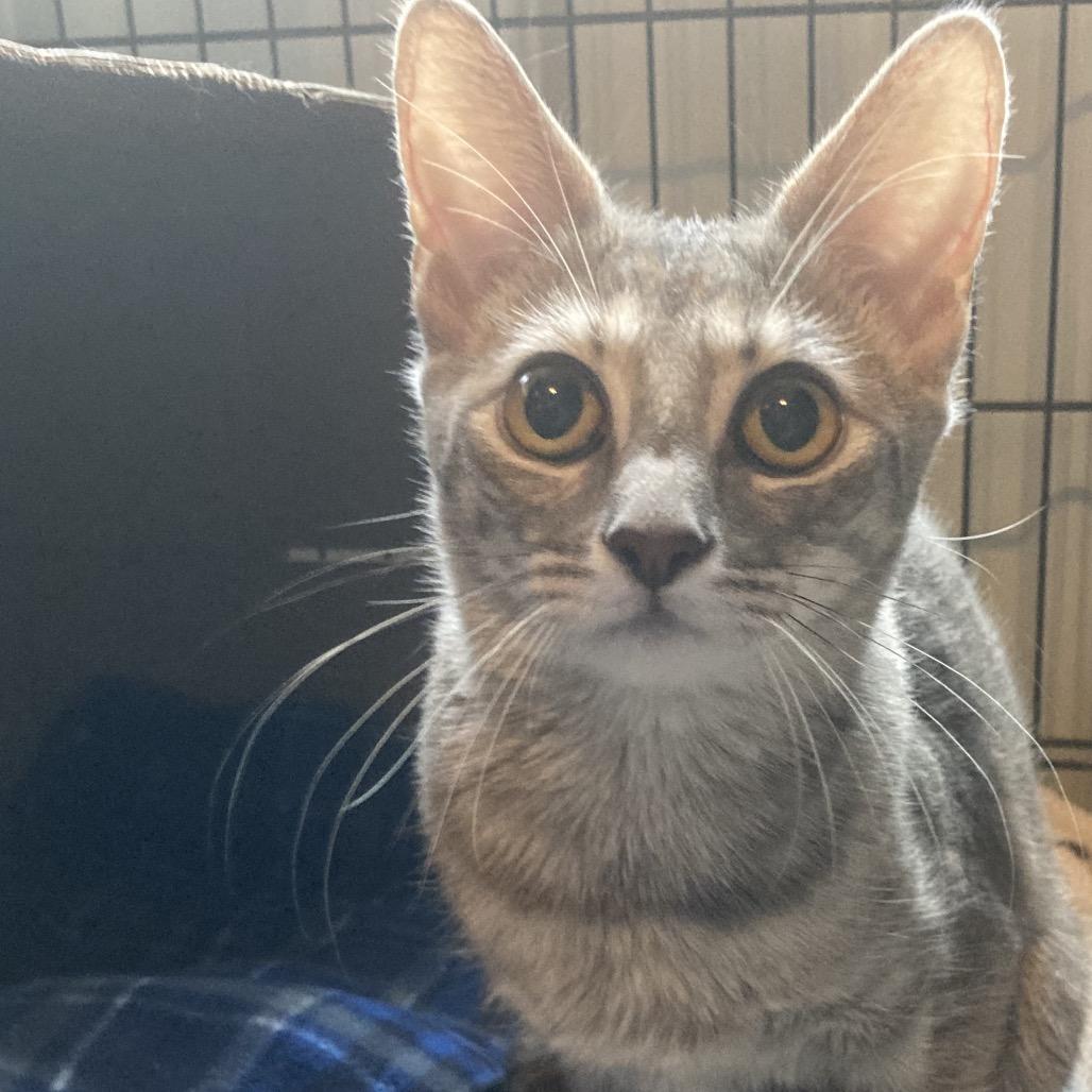 Carmilla, Adoptable, Young Female Domestic Short Hair.