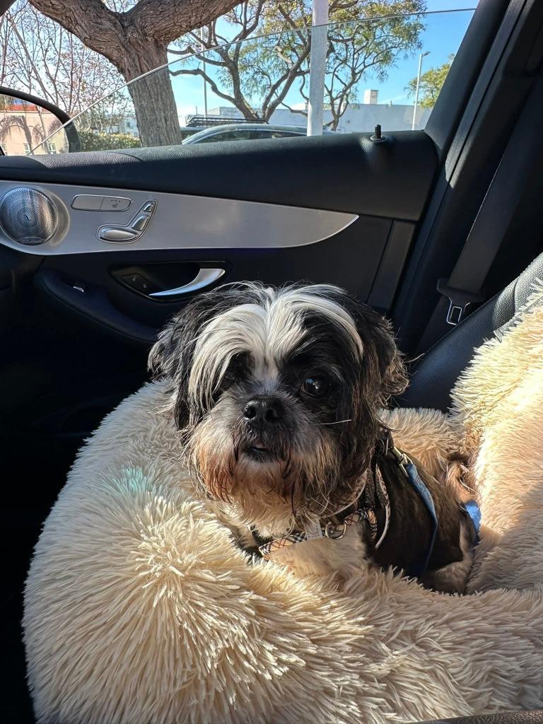 Also (Alonzo) — thumbnail 3