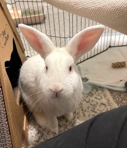 Enlarge Max, a Adopted Bunny Rabbit in Utica, NY image 1/4