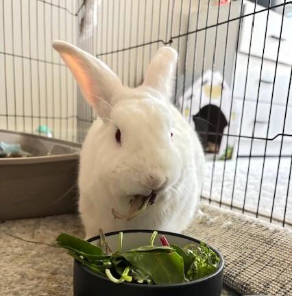 Enlarge Max, a Adopted Bunny Rabbit in Utica, NY image 2/4