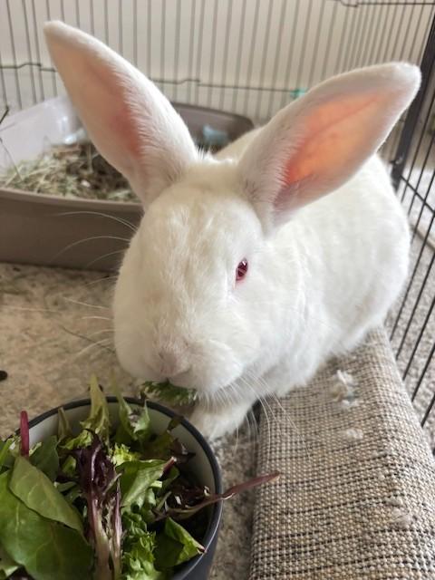 Enlarge Max, a Adopted Bunny Rabbit in Utica, NY image 3/4