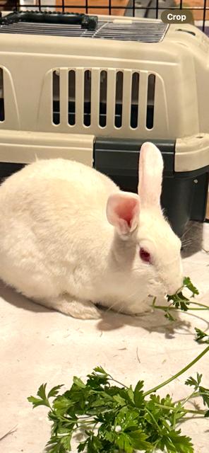 Enlarge Max, a Adopted Bunny Rabbit in Utica, NY image 4/4