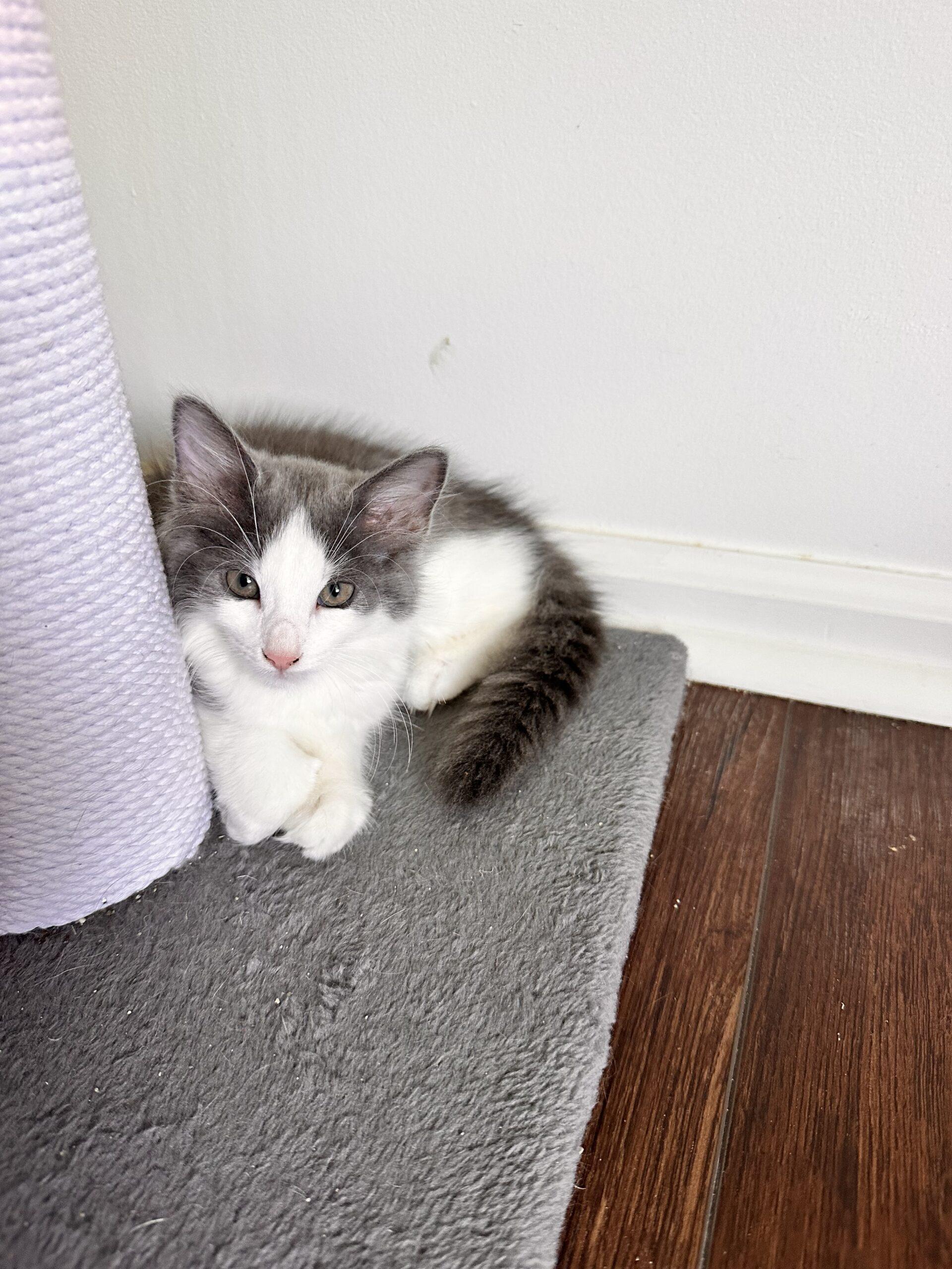 Bean Burrito, Adoptable, Kitten Female Domestic Medium Hair.