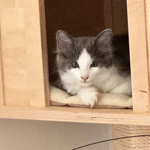 Bean Burrito, a Adoptable Domestic Medium Hair in Canal Winchester, OH image 2/3