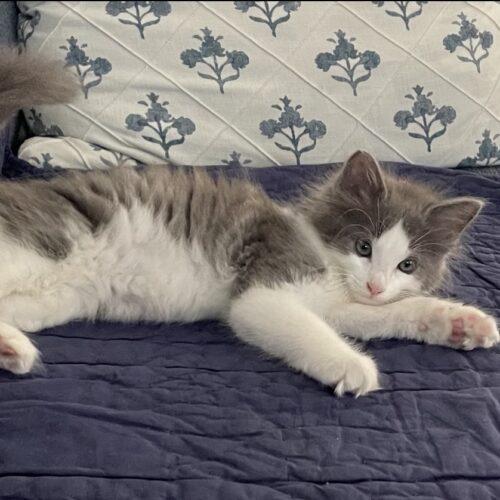 Bean Burrito, a Adoptable Domestic Medium Hair in Canal Winchester, OH image 3/3